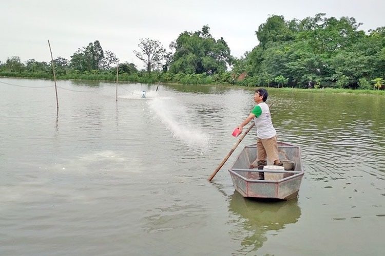 TCCA và Chlorine trong khử trùng nước nuôi thủy sản 